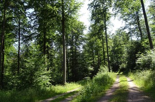 Waldmotiv